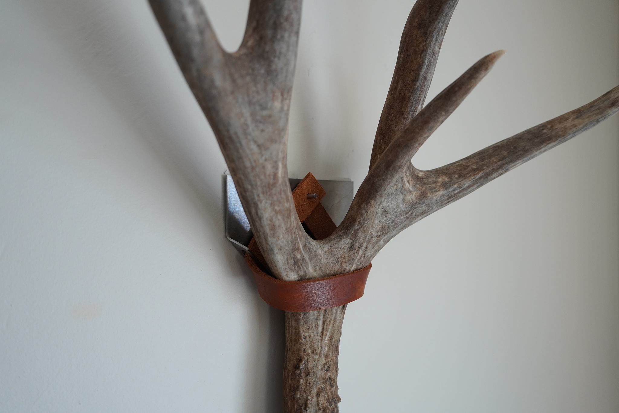 shed antler display of deer on wall (Shed straps basic)) 